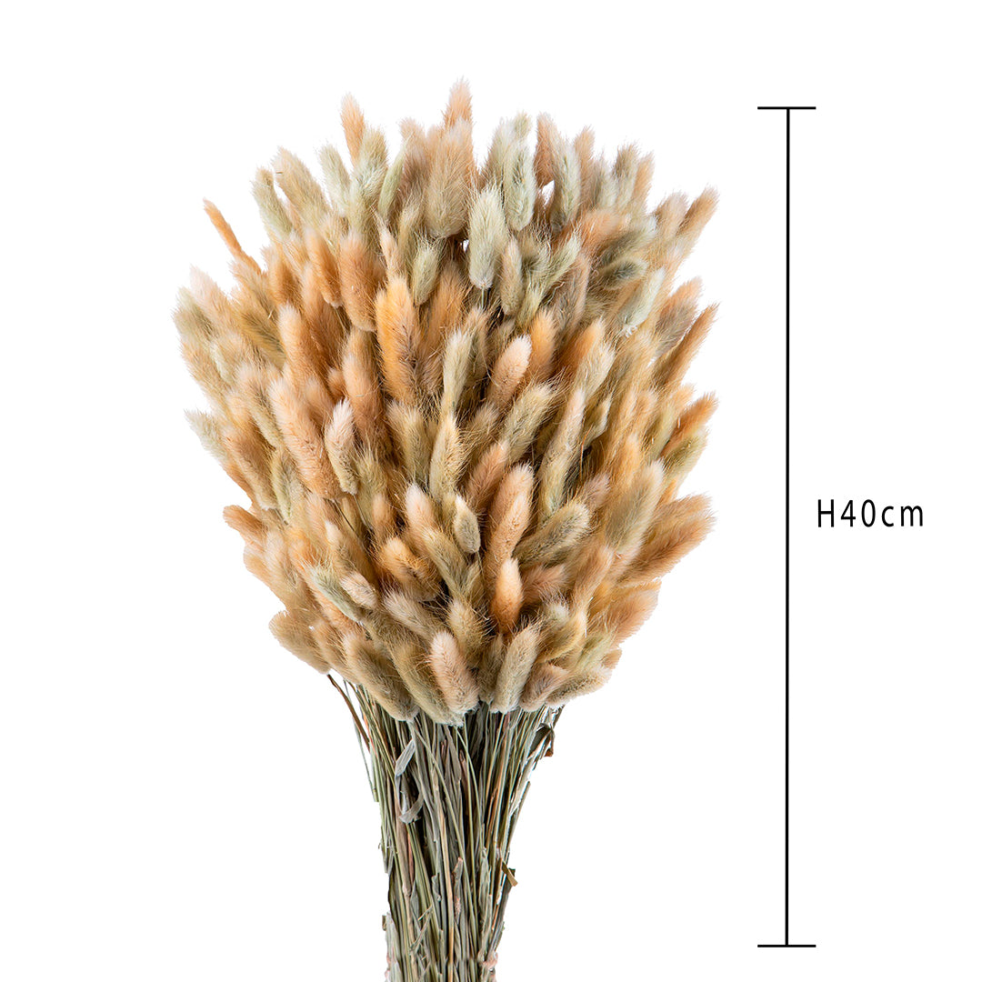 4 Pezzi • Lagurus naturale • 60 cm