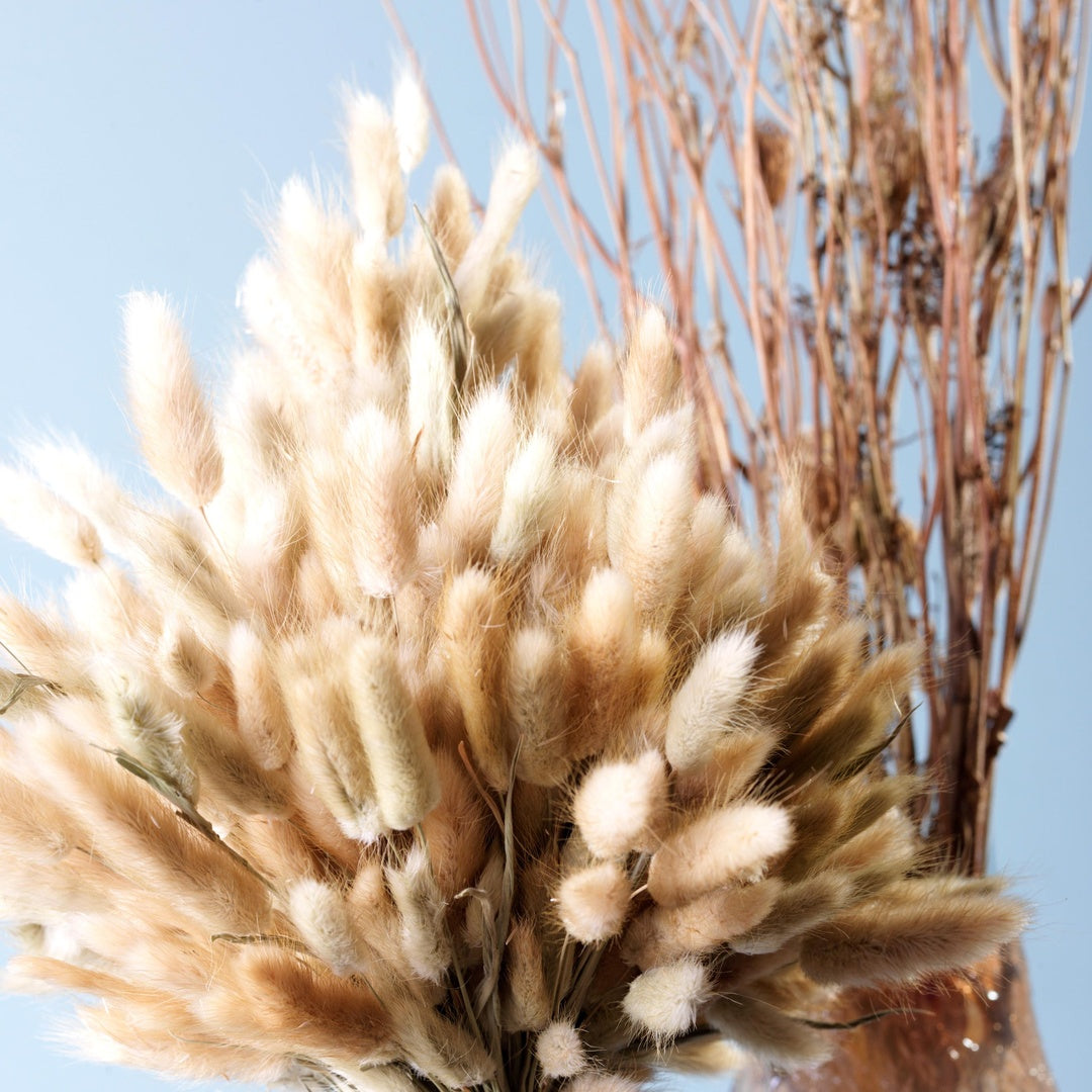 4 Pezzi • Lagurus naturale • 60 cm