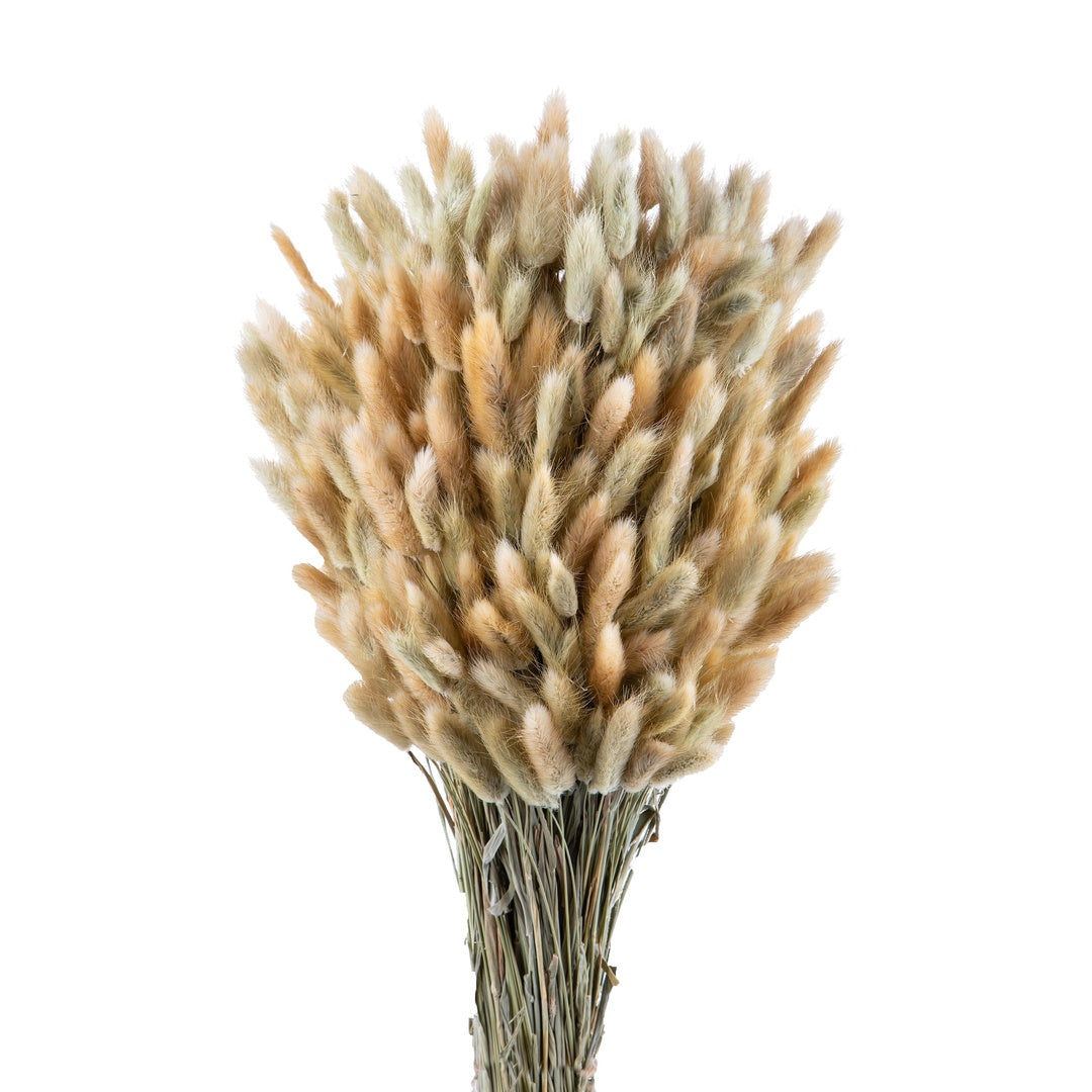 4 Pezzi • Lagurus naturale • 60 cm