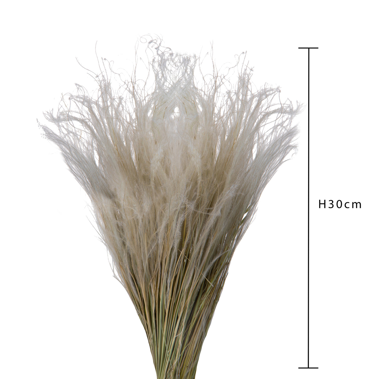 4 Pezzi • Stipa Pennata naturale • 30 cm