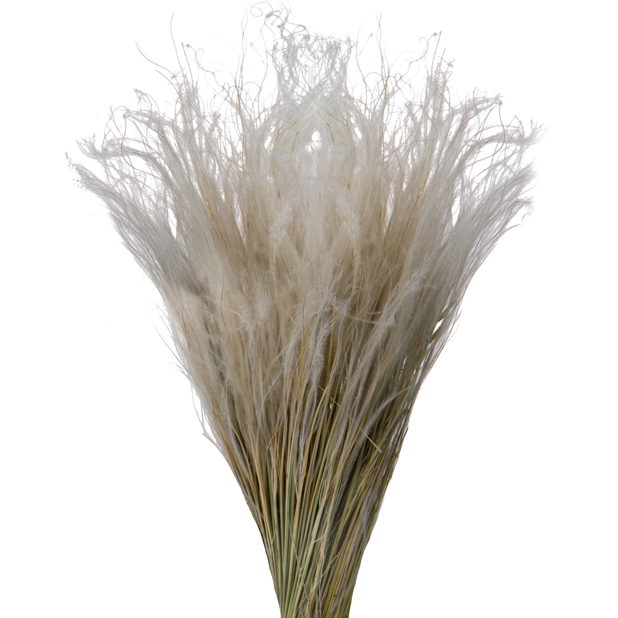 4 Pezzi • Stipa Pennata naturale • 30 cm