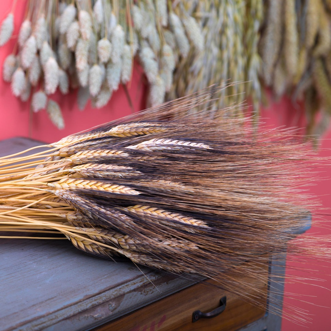 4 Pezzi • Grano triticum 300 pezzi baffo nero • 90 cm