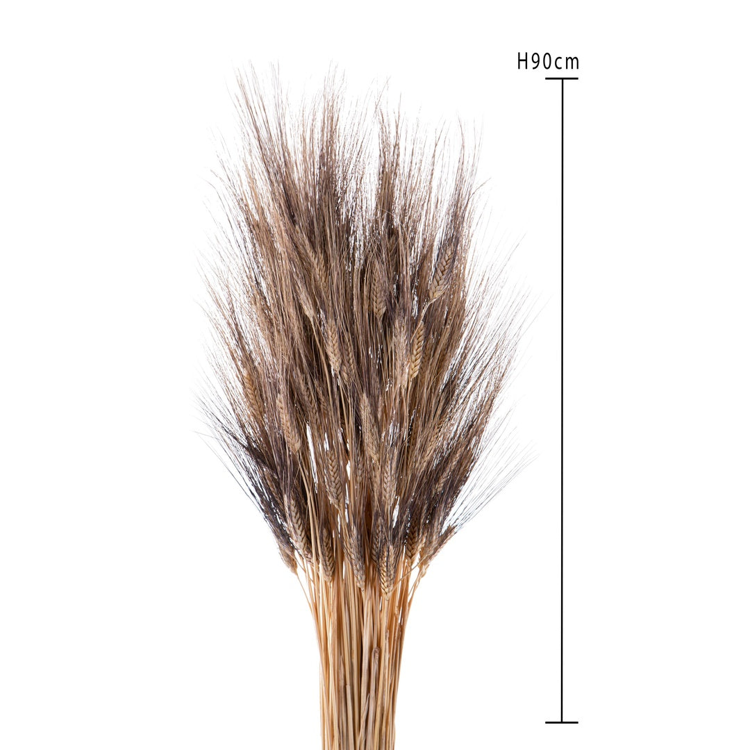 4 Pezzi • Grano triticum 300 pezzi baffo nero • 90 cm