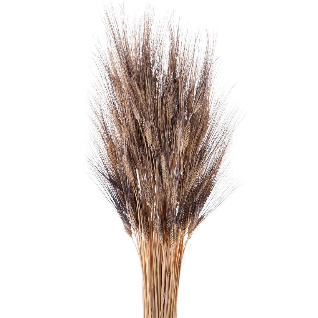 4 Pezzi • Grano triticum 300 pezzi baffo nero • 90 cm