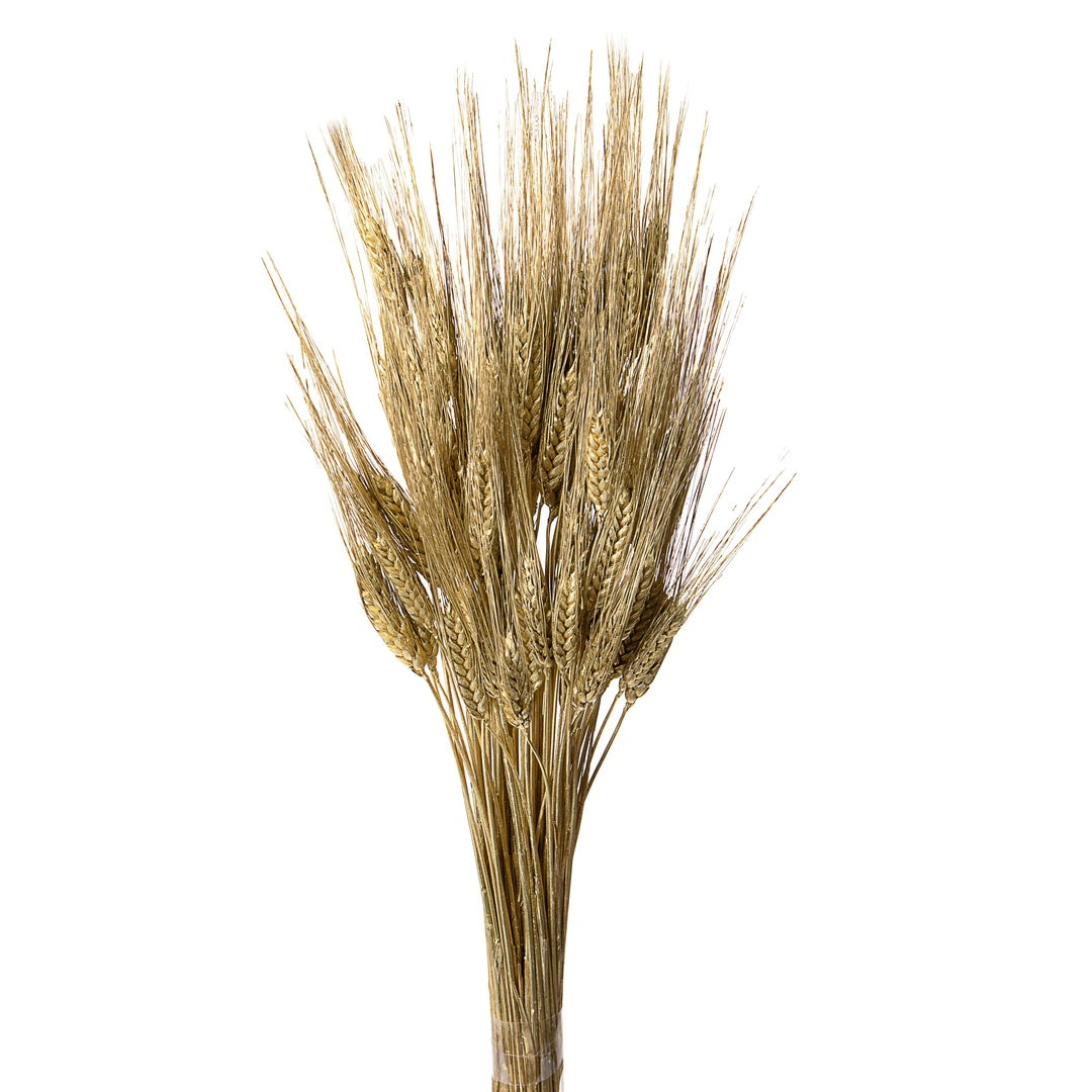 3 Pezzi • Grano triticum 200 pezzi • 90 cm