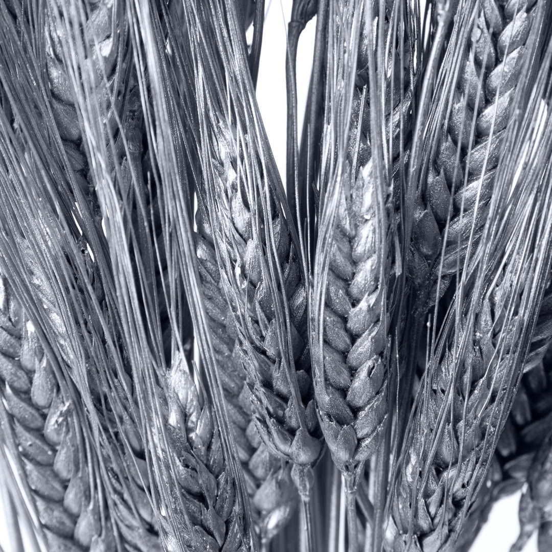 3 Pezzi • Grano triticum 200 pezzi • 90 cm