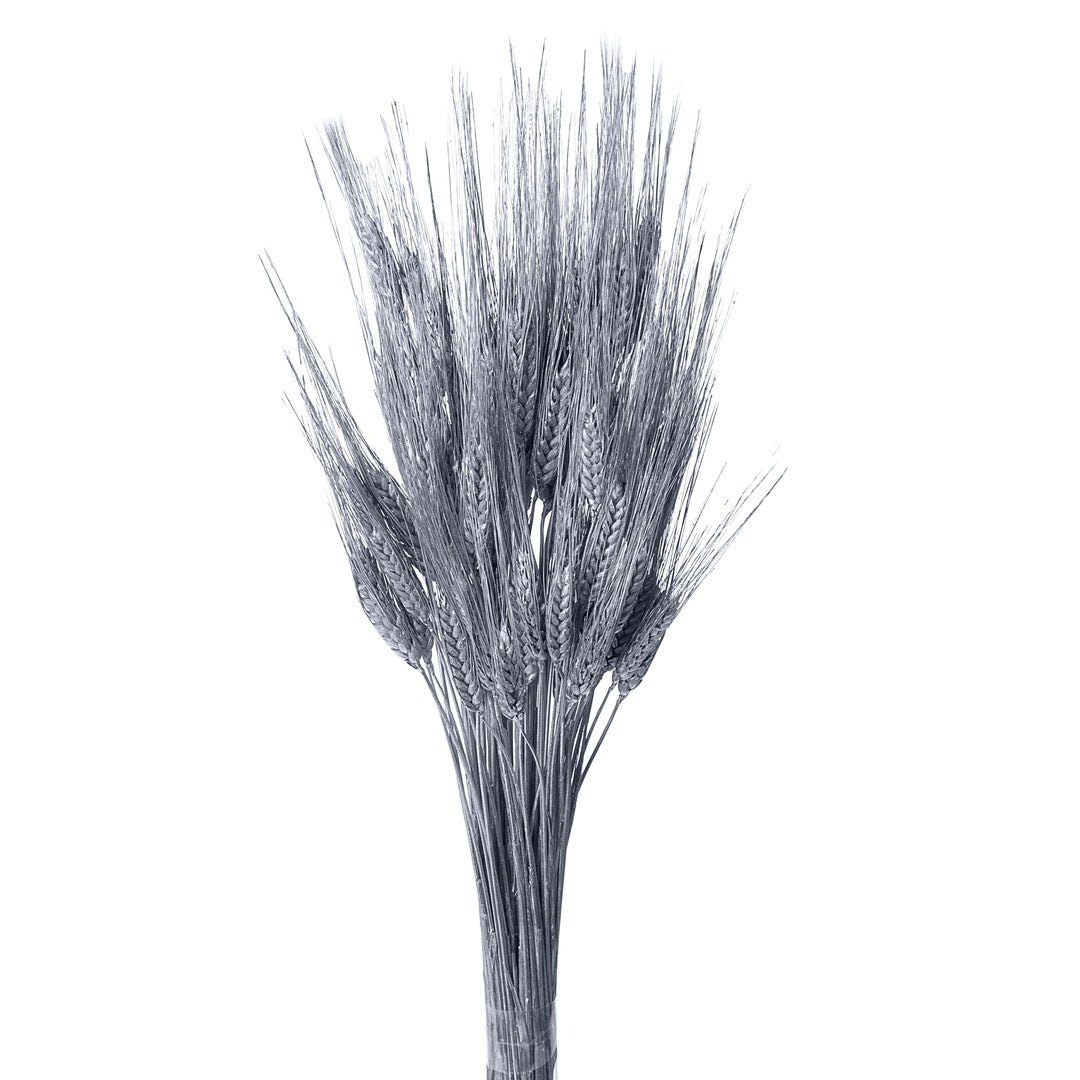 3 Pezzi • Grano triticum 200 pezzi • 90 cm