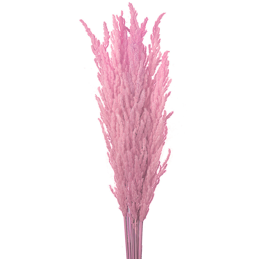 10 Pezzi • Piume-eryanthus colorata • 115 cm