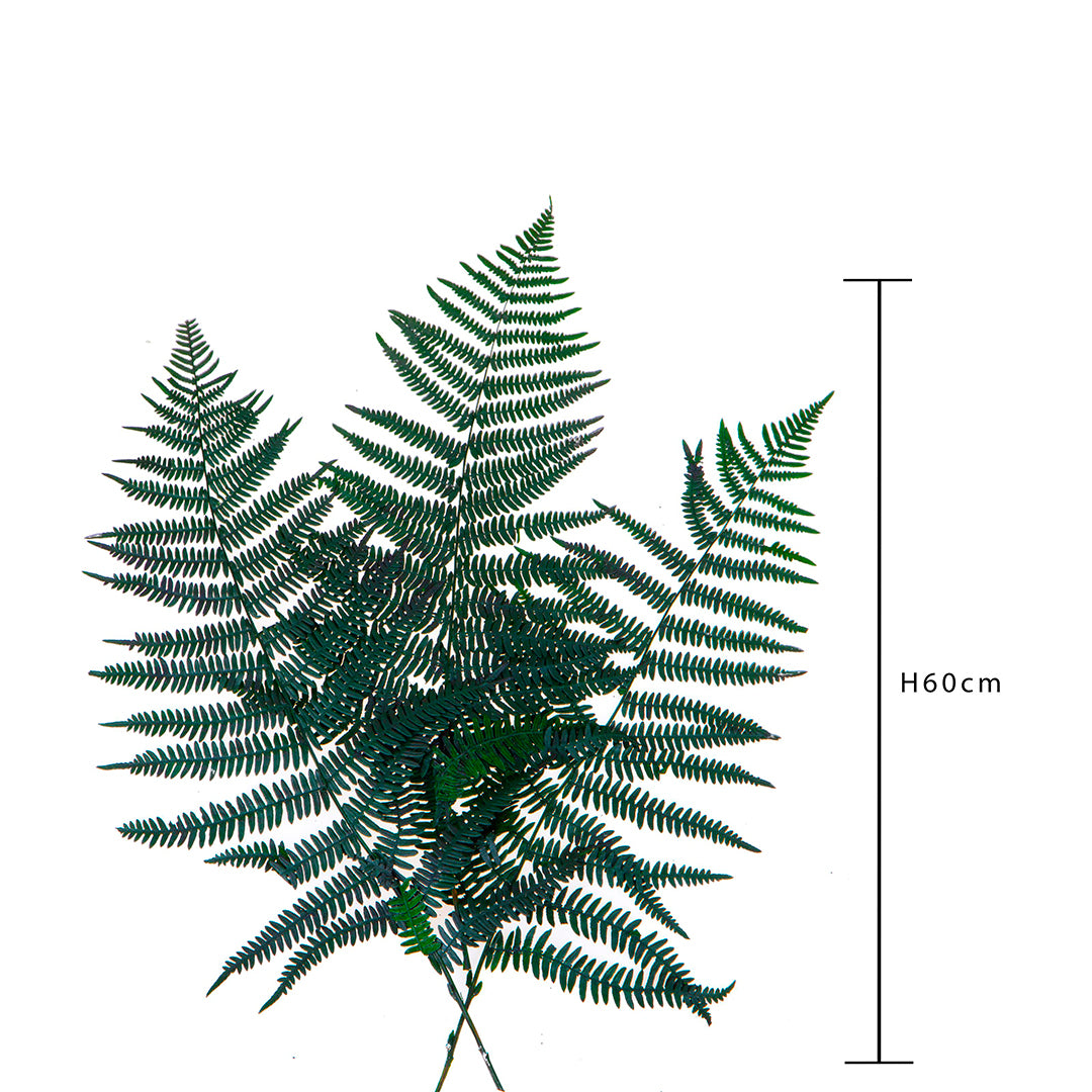 2 Pezzi • Felce bosco preservata 60 pezzi circa • 60 cm