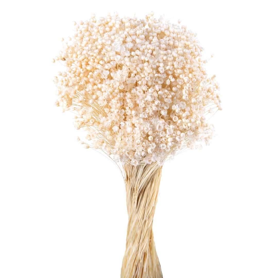 2 Pezzi • Mazzo glixia pe liso • 50 cm