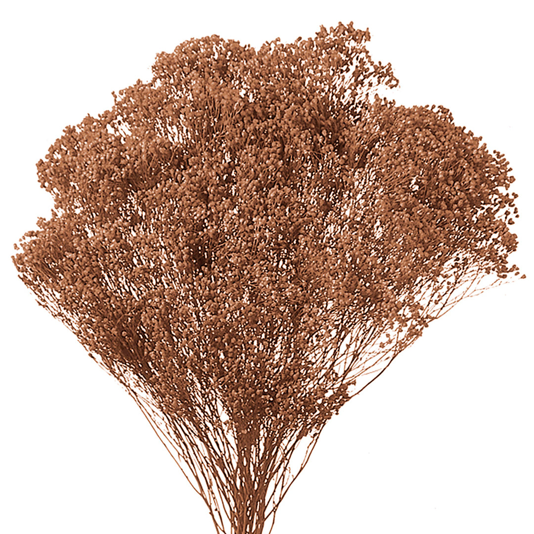 5 Pezzi • Broom bloom • 40 cm