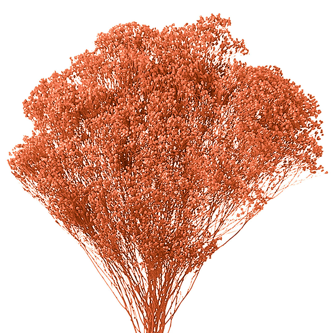 5 Pezzi • Broom bloom • 40 cm