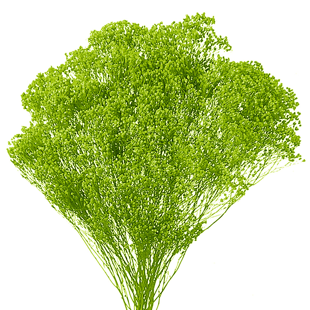 5 Pezzi • Broom bloom • 40 cm