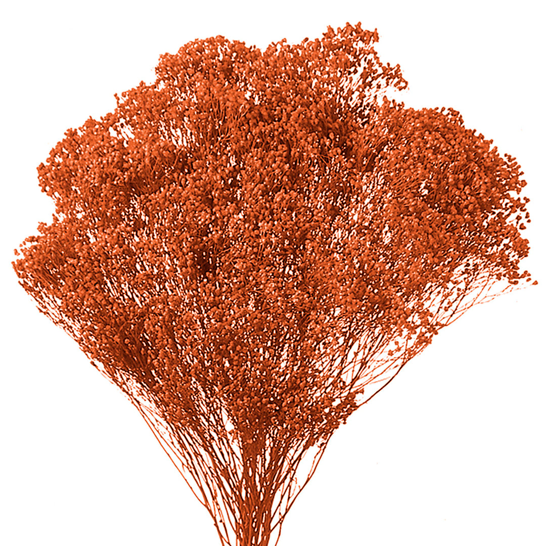 5 Pezzi • Broom bloom • 40 cm