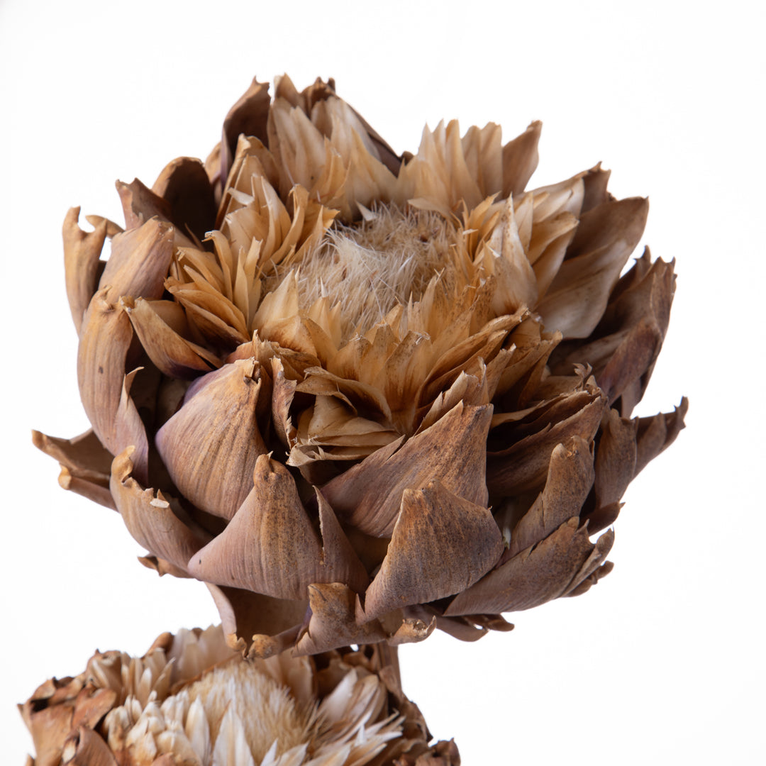 Carciofi naturali in fiore • 40 cm