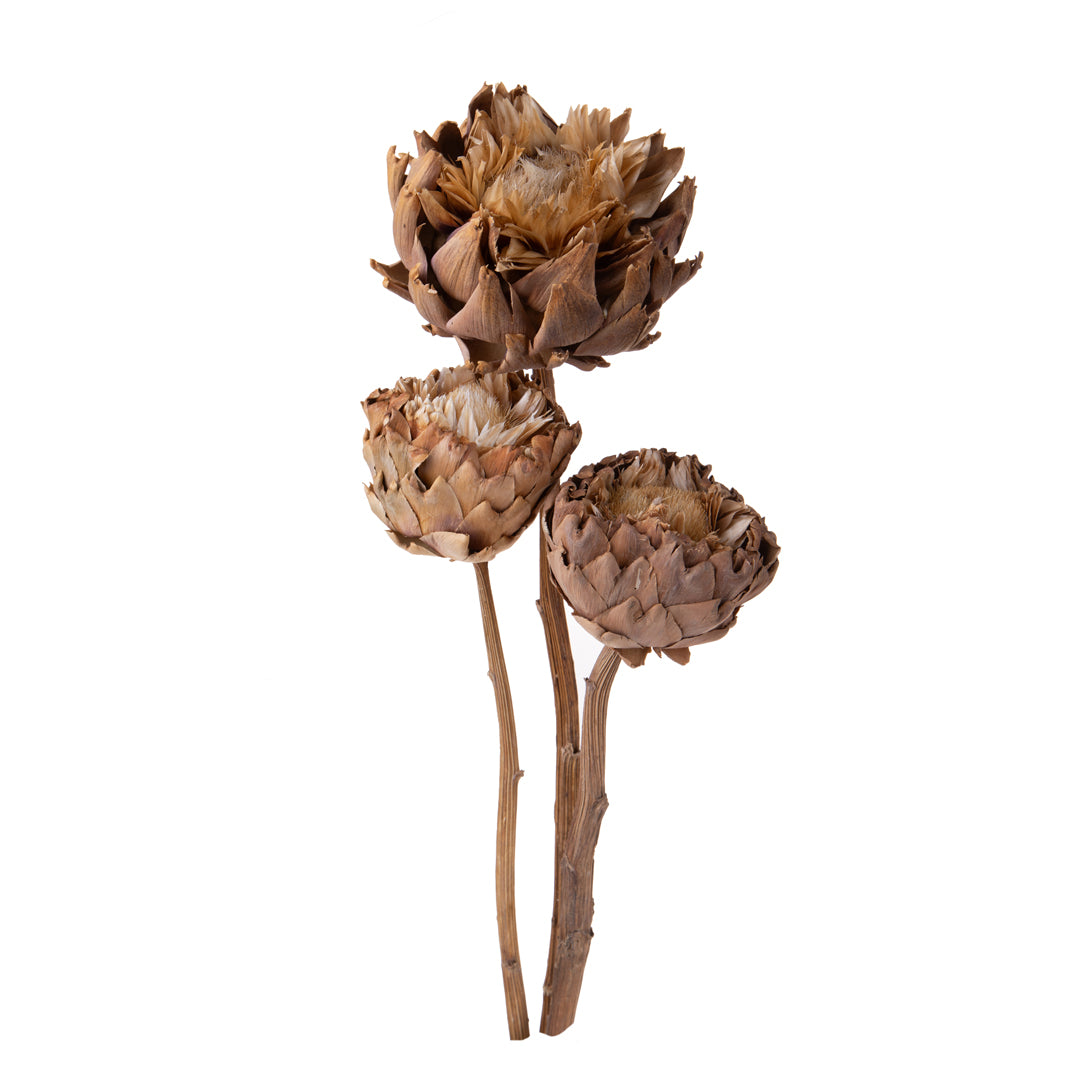 Carciofi naturali in fiore • 40 cm