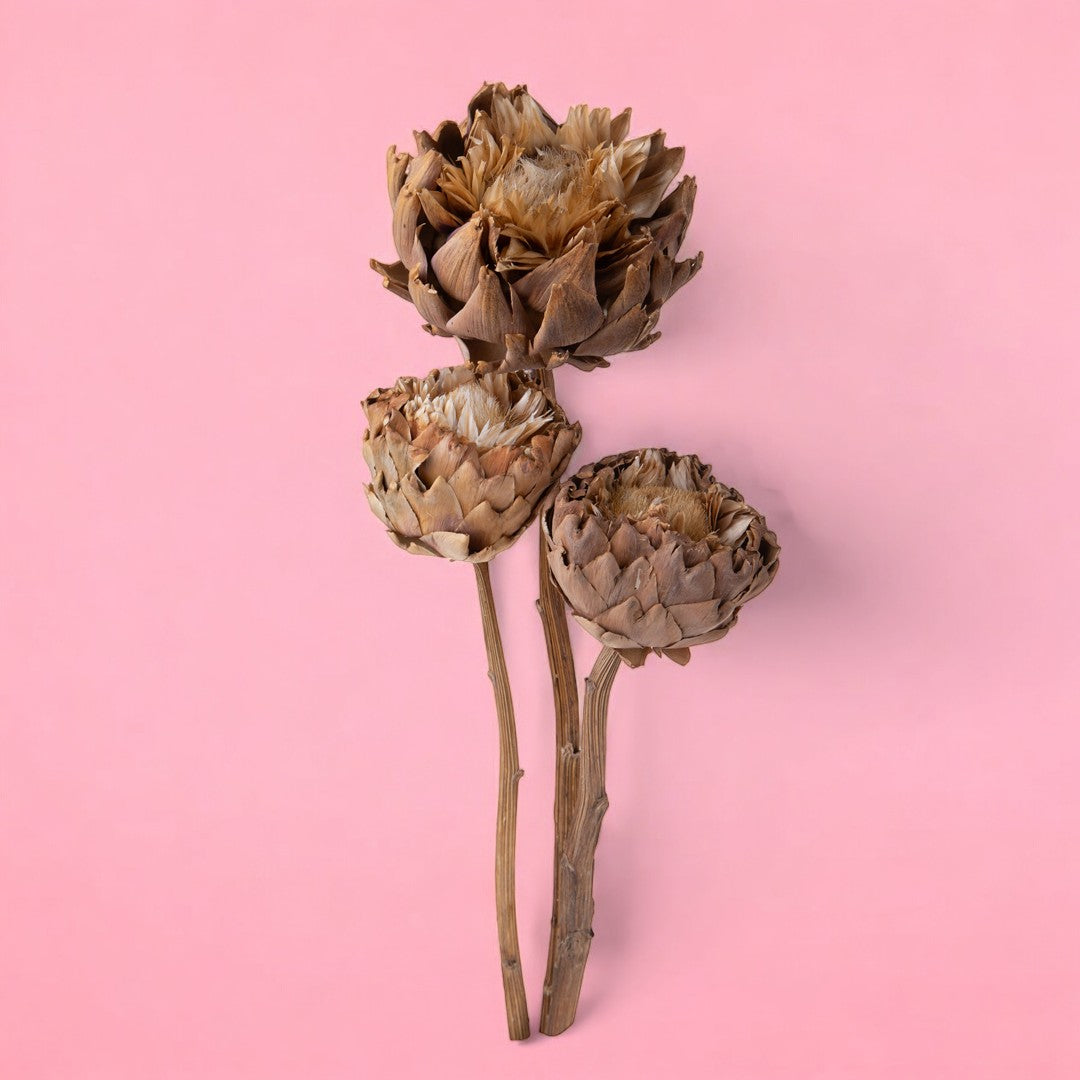 Carciofi naturali in fiore • 40 cm