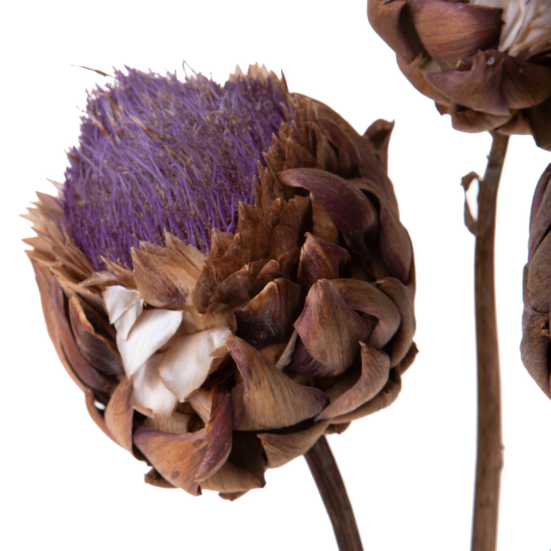 Carciofi in fiore blu • 40 cm