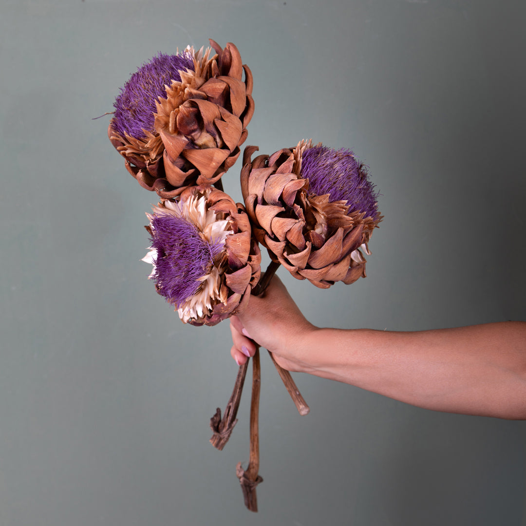 Carciofi in fiore blu • 40 cm