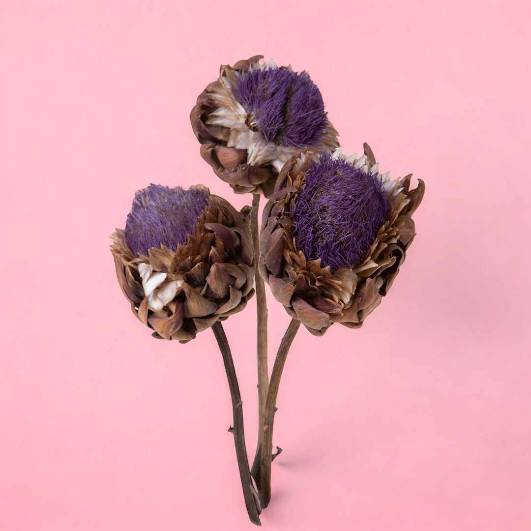 Carciofi in fiore blu • 40 cm