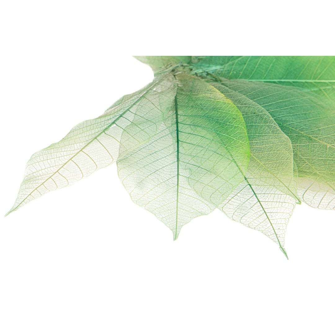 4 Pezzi • Foglie scheletriche sfumate • 5 cm