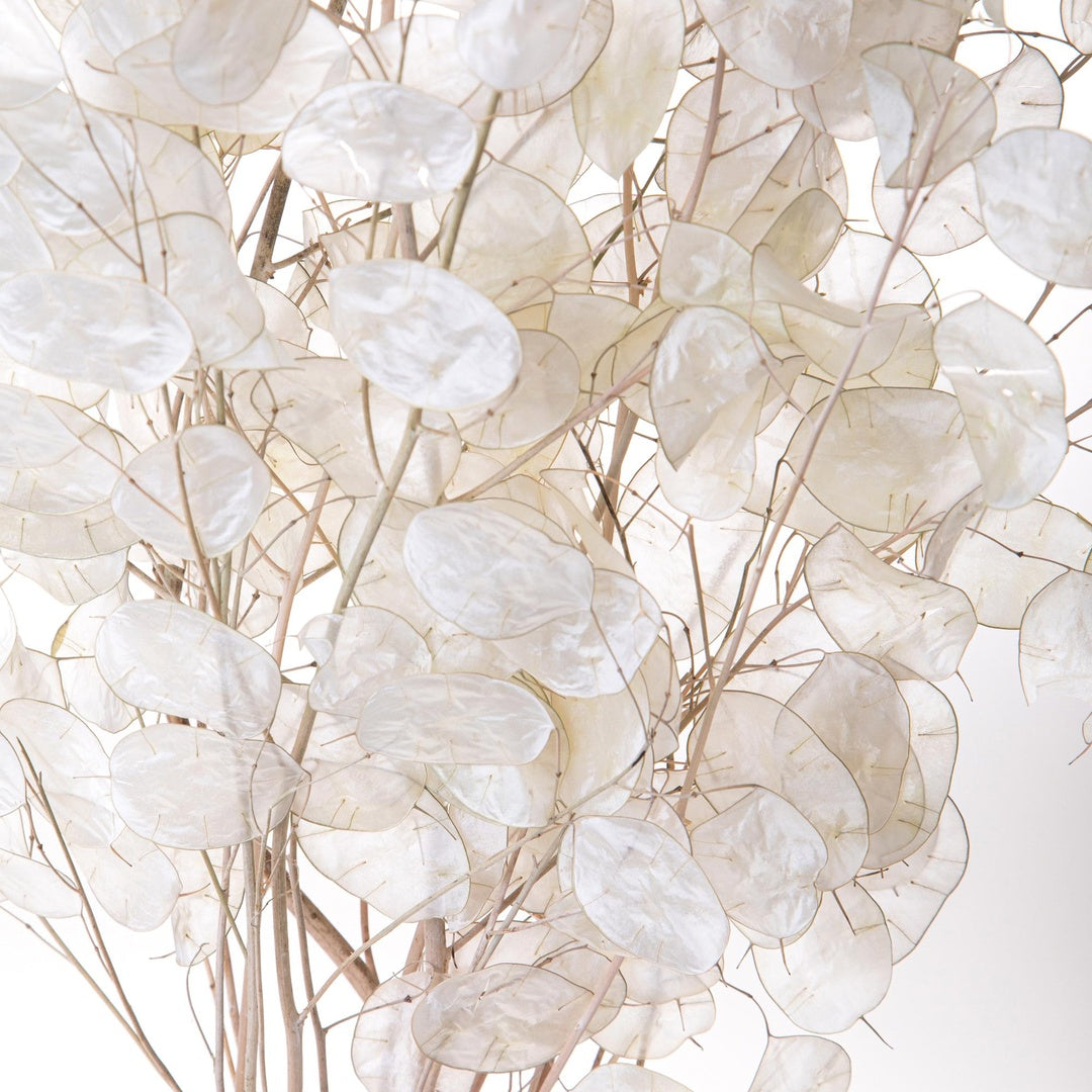 2 Pezzi • Lunaria rediviva 5 rami circa • 90 cm