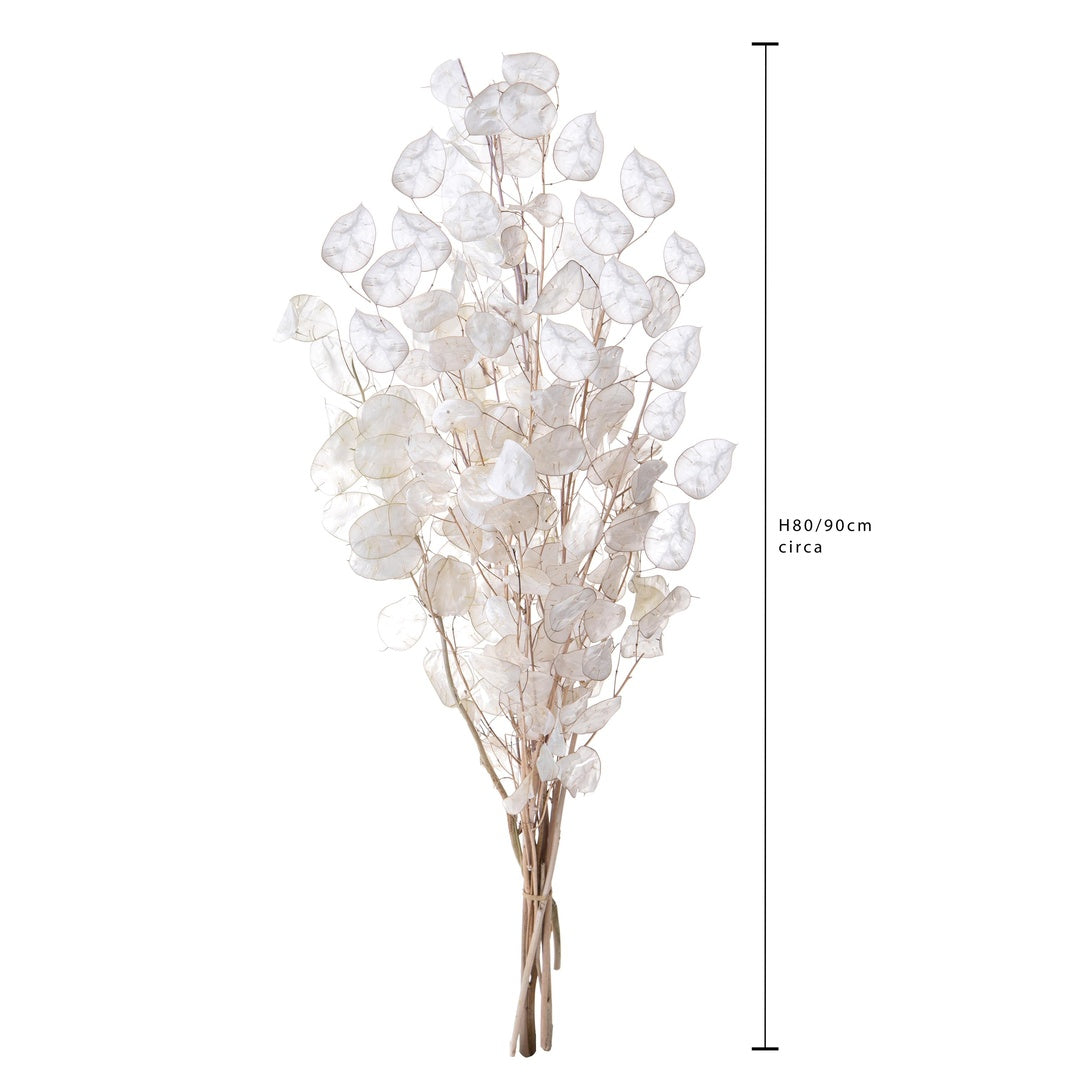 2 Pezzi • Lunaria rediviva 5 rami circa • 90 cm