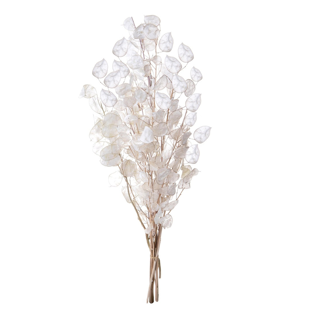 2 Pezzi • Lunaria rediviva 5 rami circa • 90 cm