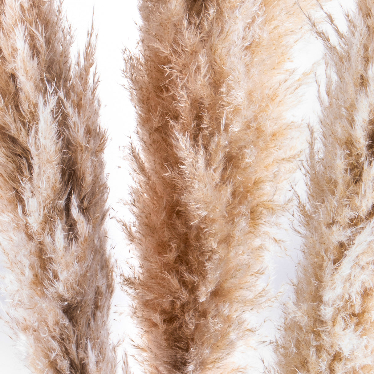 10 Pezzi • Pampas naturale • 150