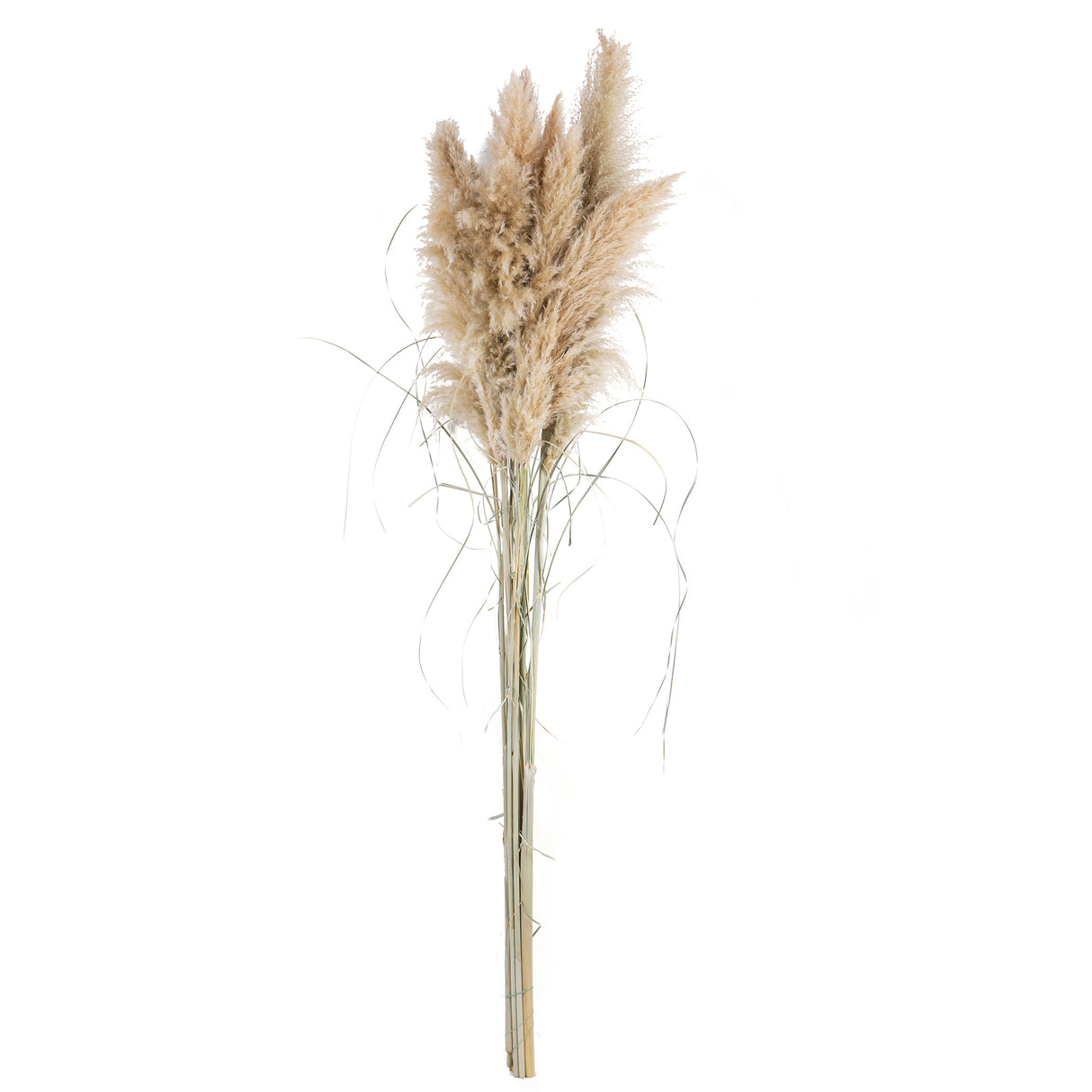 6 Pezzi • Pampas Grande naturale • 170