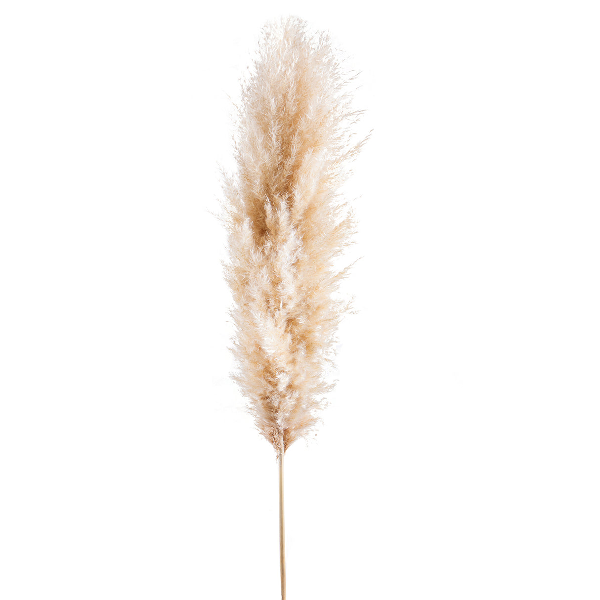 5 Pezzi • Pampas Naturale naturale • 140