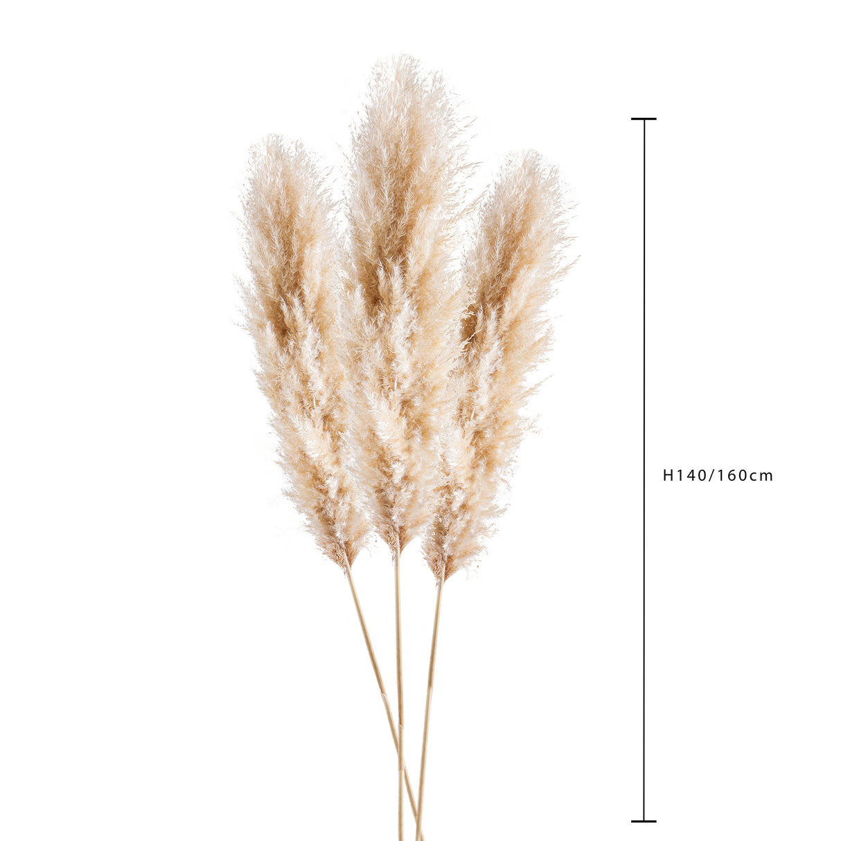 5 Pezzi • Pampas Naturale naturale • 140