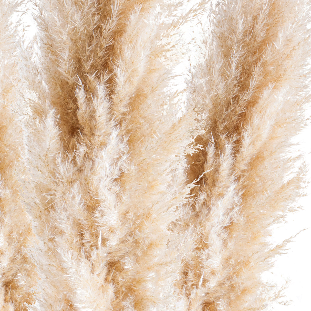 5 Pezzi • Pampas Naturale naturale • 140