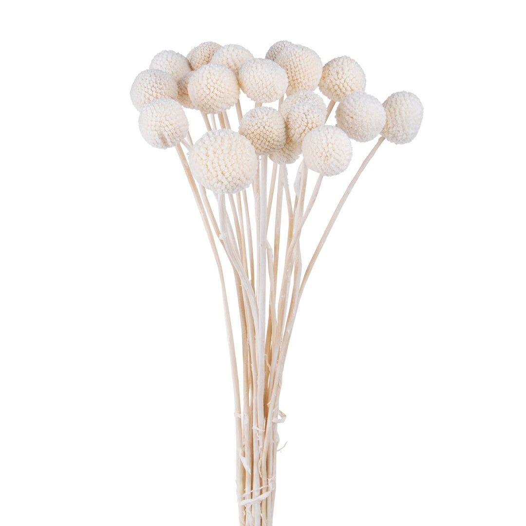 4 Pezzi • Craspedia billy but con carta 30 pezzi • 65 cm