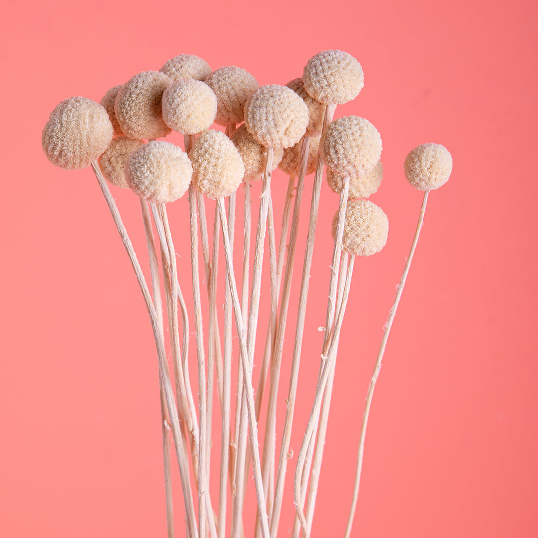 4 Pezzi • Craspedia billy but con carta 30 pezzi • 65 cm