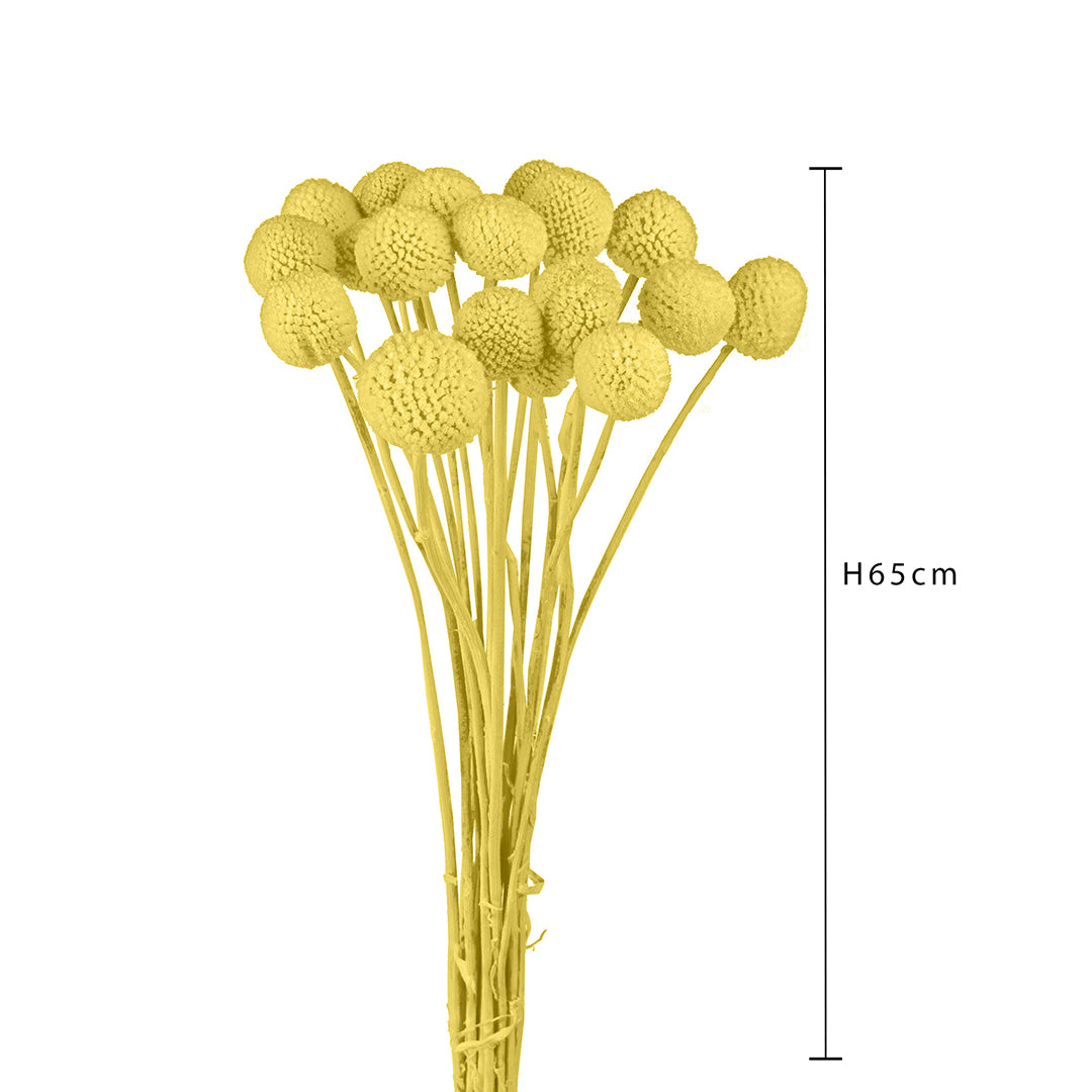 4 Pezzi • Craspedia billy but con carta 3 mazzi da 10 pezzi • 65 cm