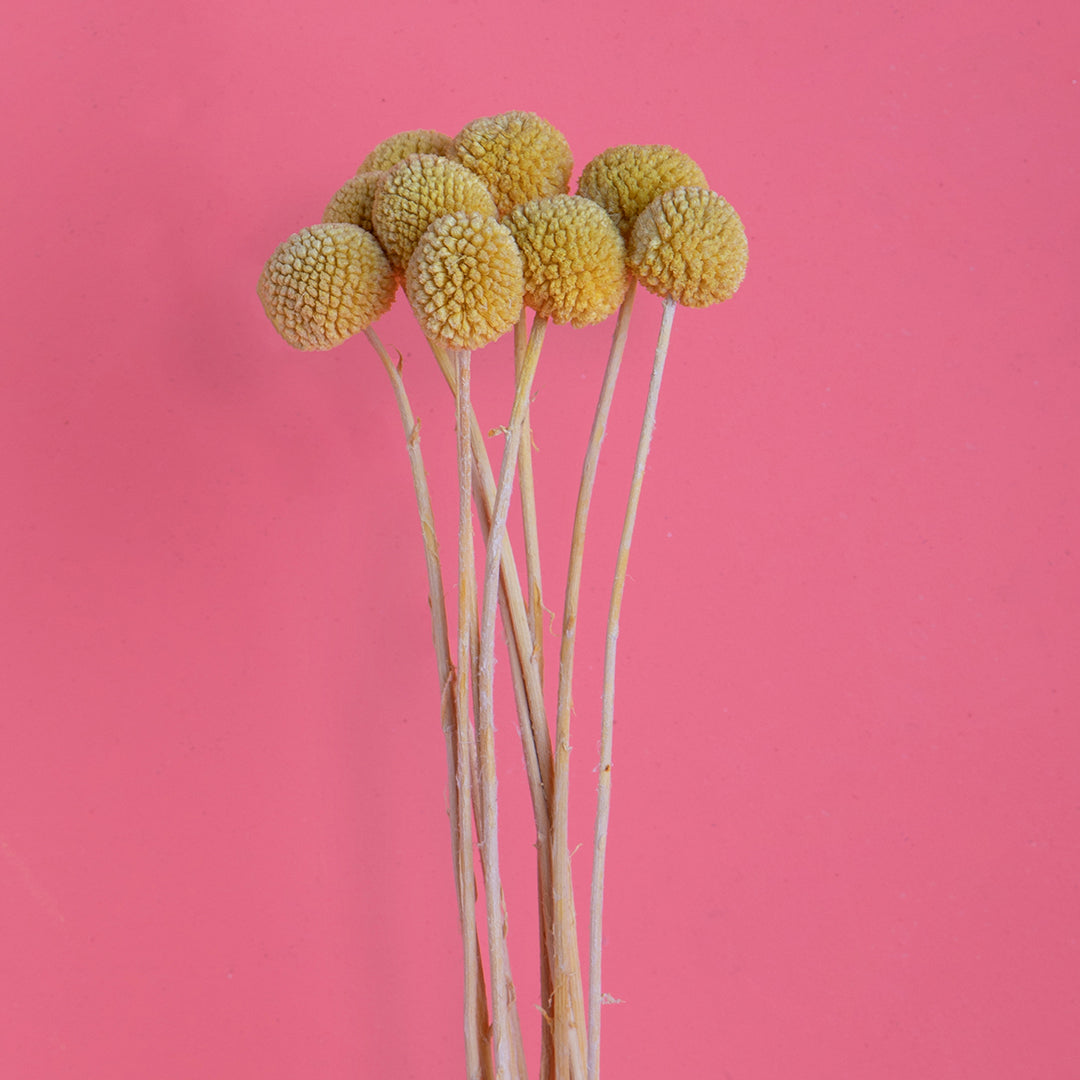 4 Pezzi • Craspedia billy but con carta 3 mazzi da 10 pezzi • 65 cm