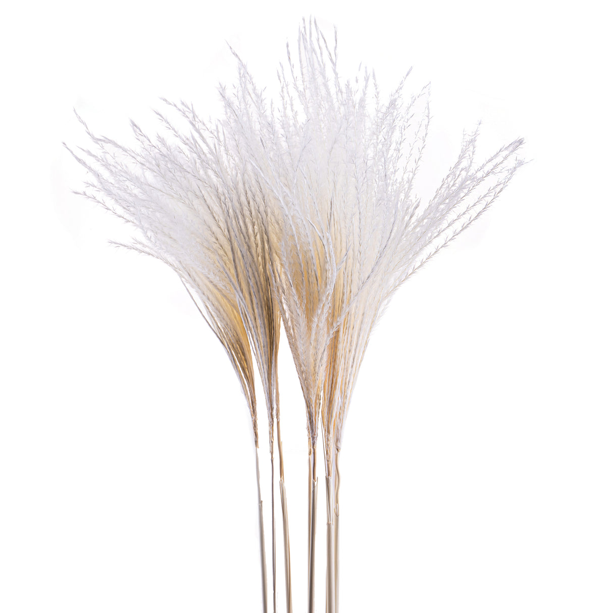 10 Pezzi • Eulalia naturale • 130 cm