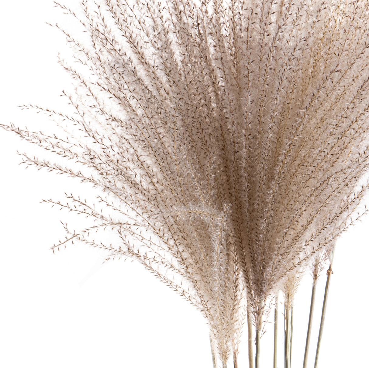 10 Pezzi • Eulalia naturale • 130 cm