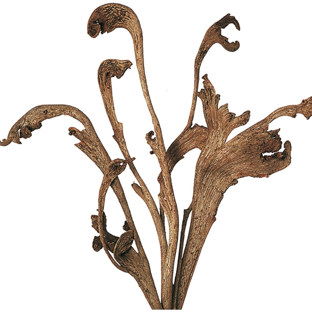 10 Pezzi • Natraj naturale • 64 cm