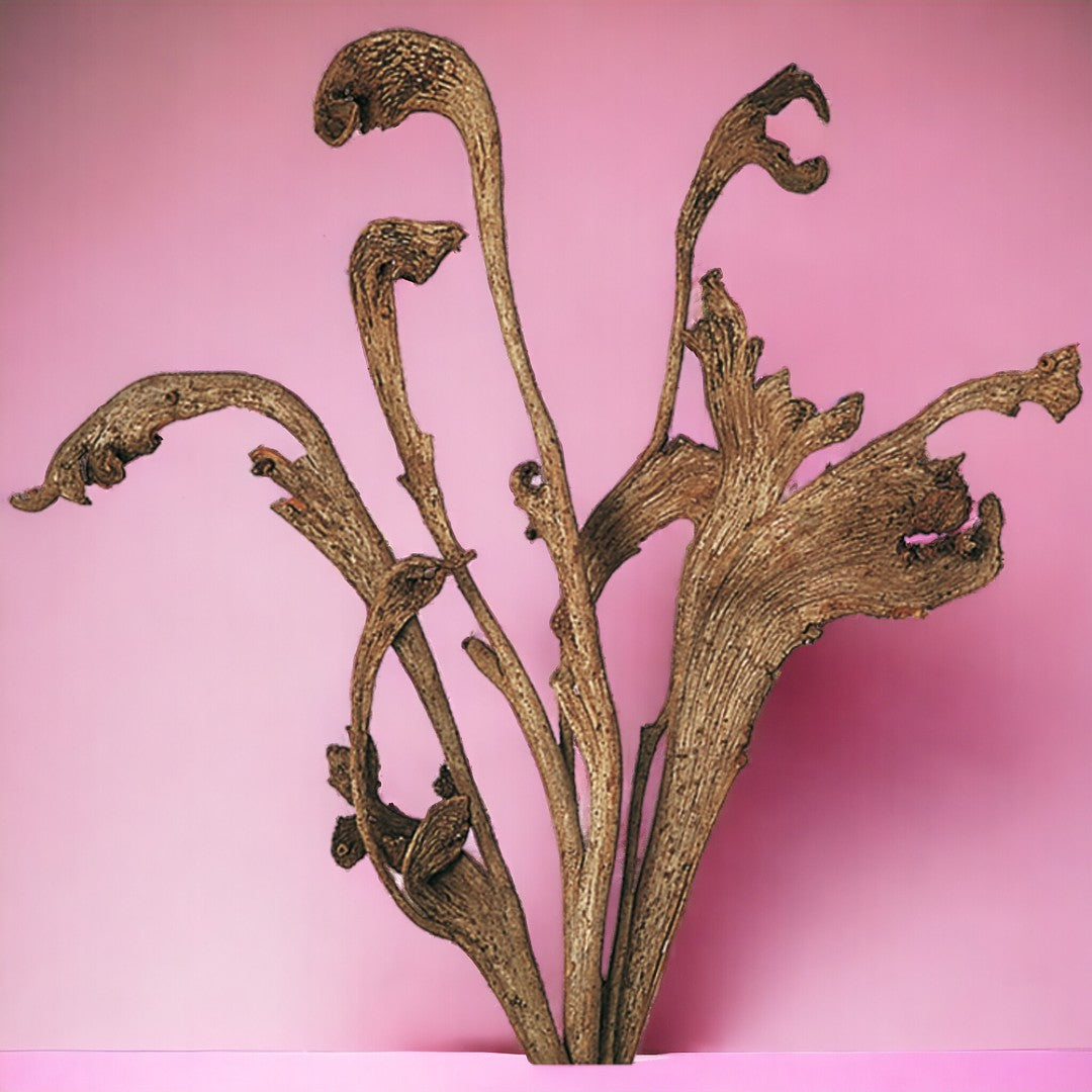 10 Pezzi • Natraj naturale • 64 cm