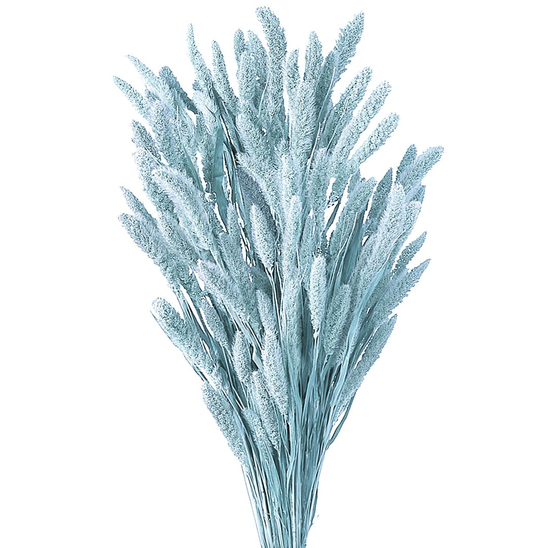 5 Pezzi • Setaria verticillata colorata • 60 cm