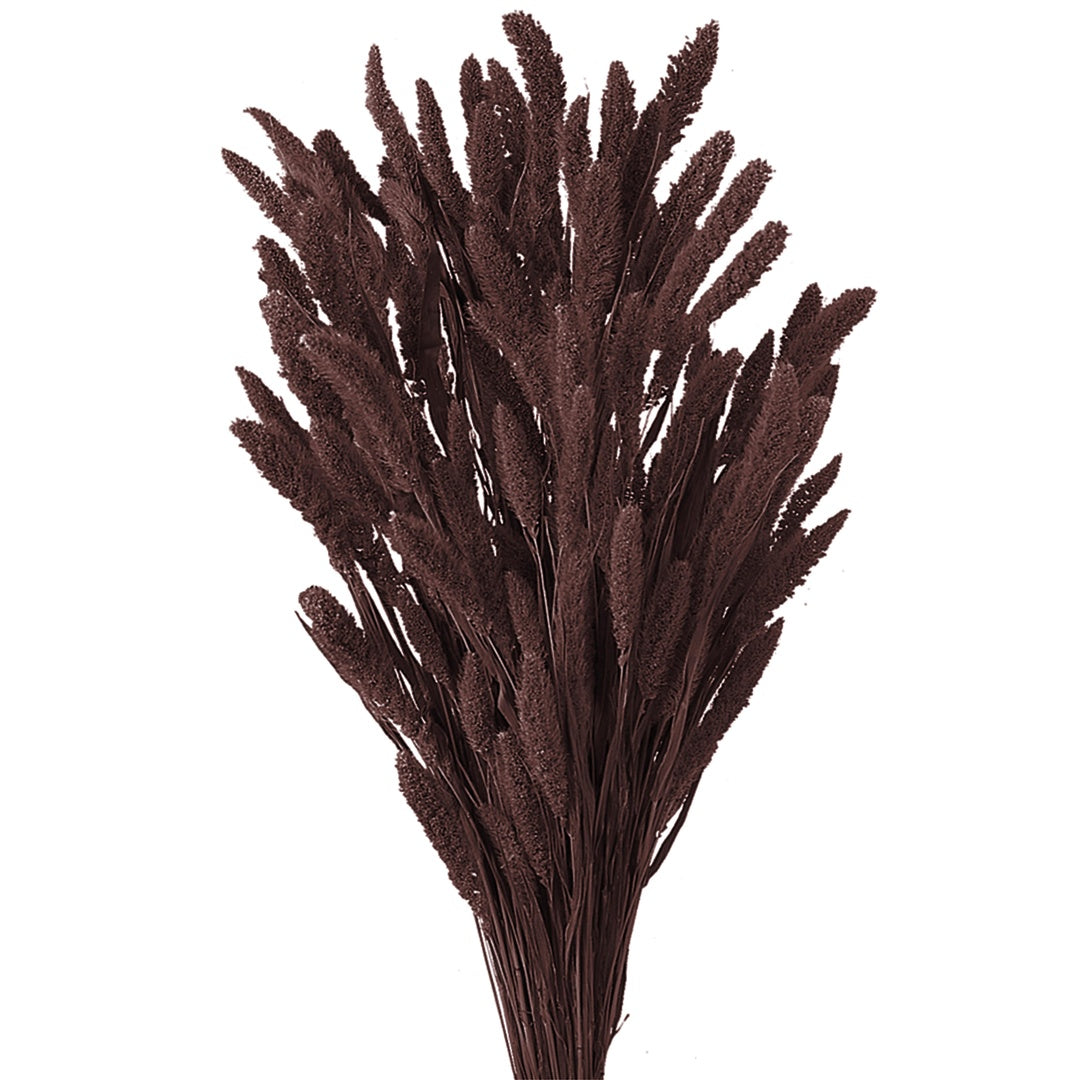 5 Pezzi • Setaria verticillata colorata • 60 cm