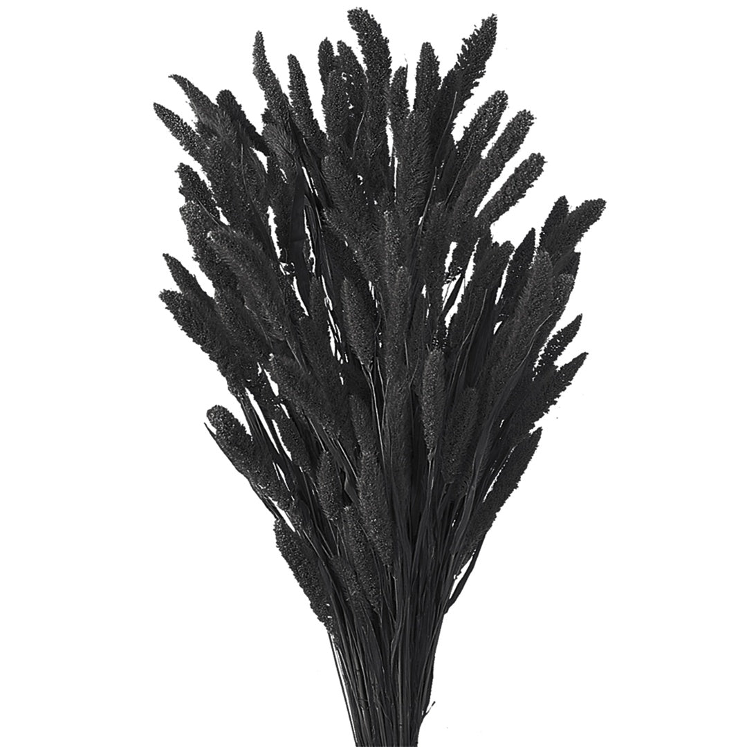 5 Pezzi • Setaria verticillata colorata • 60 cm