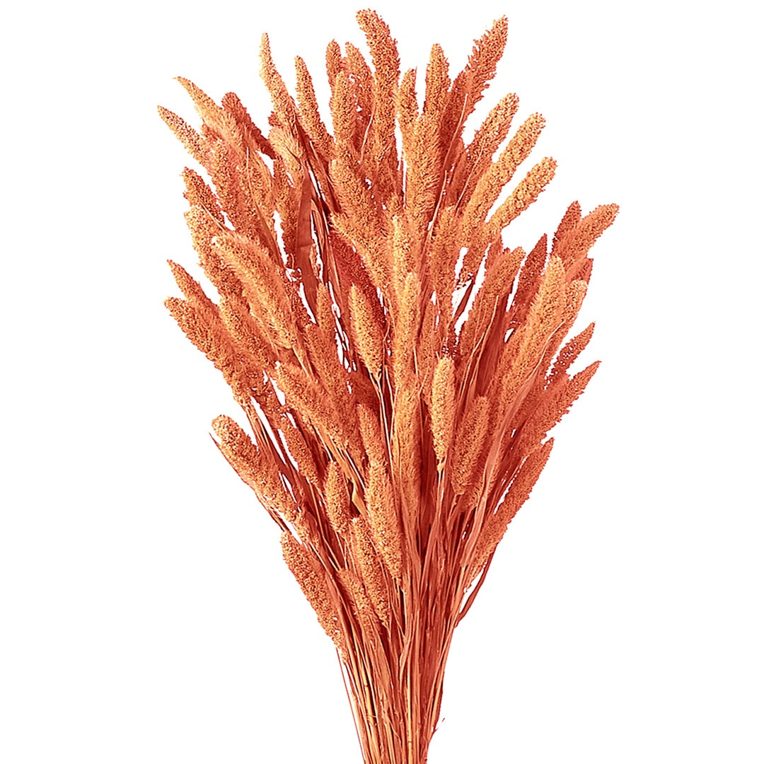 5 Pezzi • Setaria verticillata colorata • 60 cm