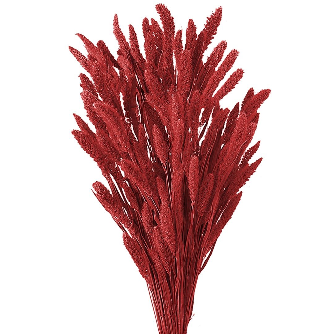 5 Pezzi • Setaria verticillata colorata • 60 cm