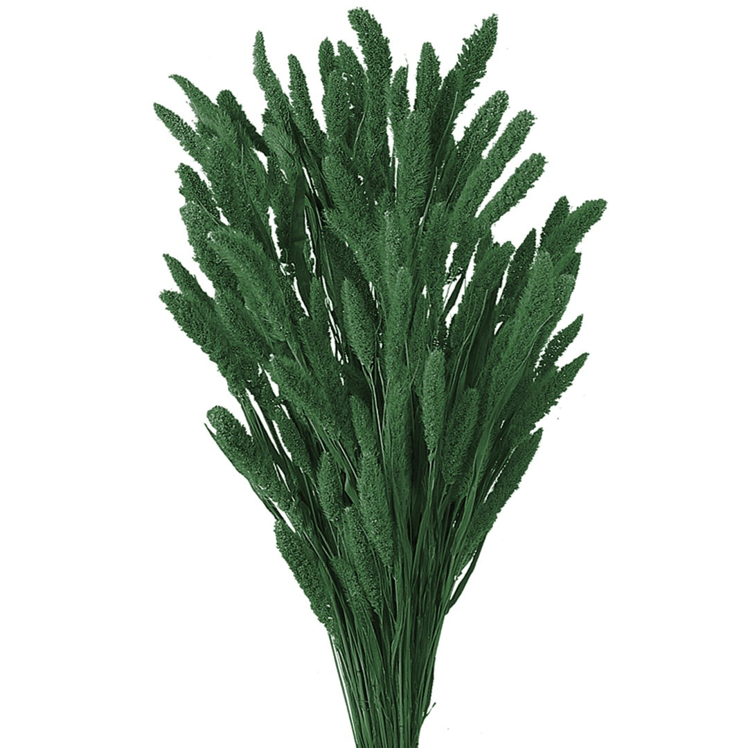 5 Pezzi • Setaria verticillata colorata • 60 cm