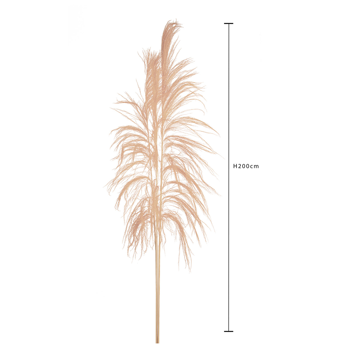 5 Pezzi • Cana Brava naturale • 200 cm
