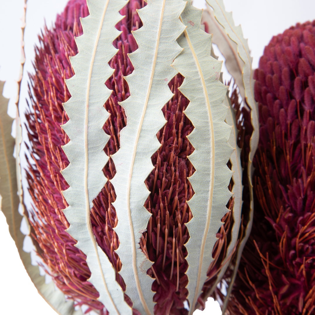 5 Pezzi • Banksia hookerana • 40 cm