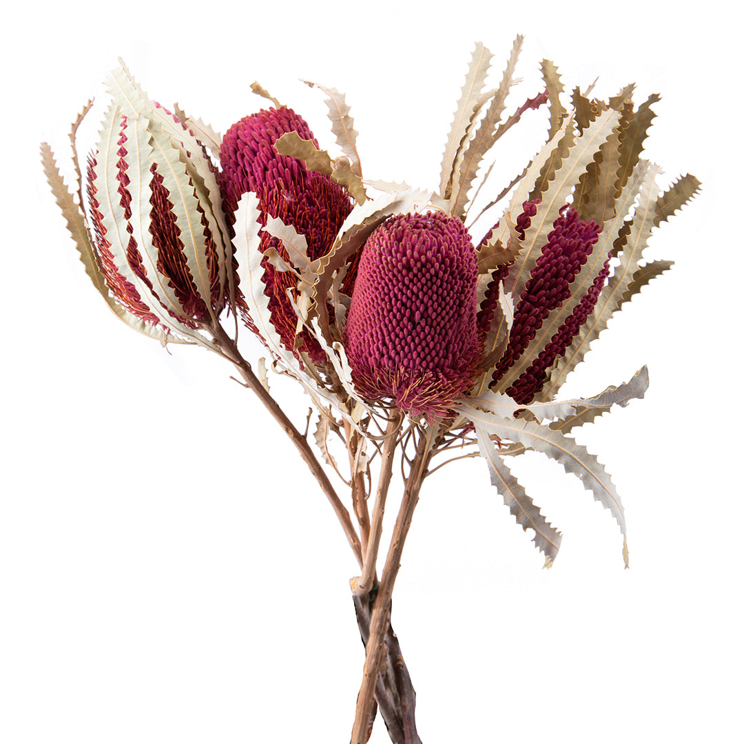 5 Pezzi • Banksia hookerana • 40 cm